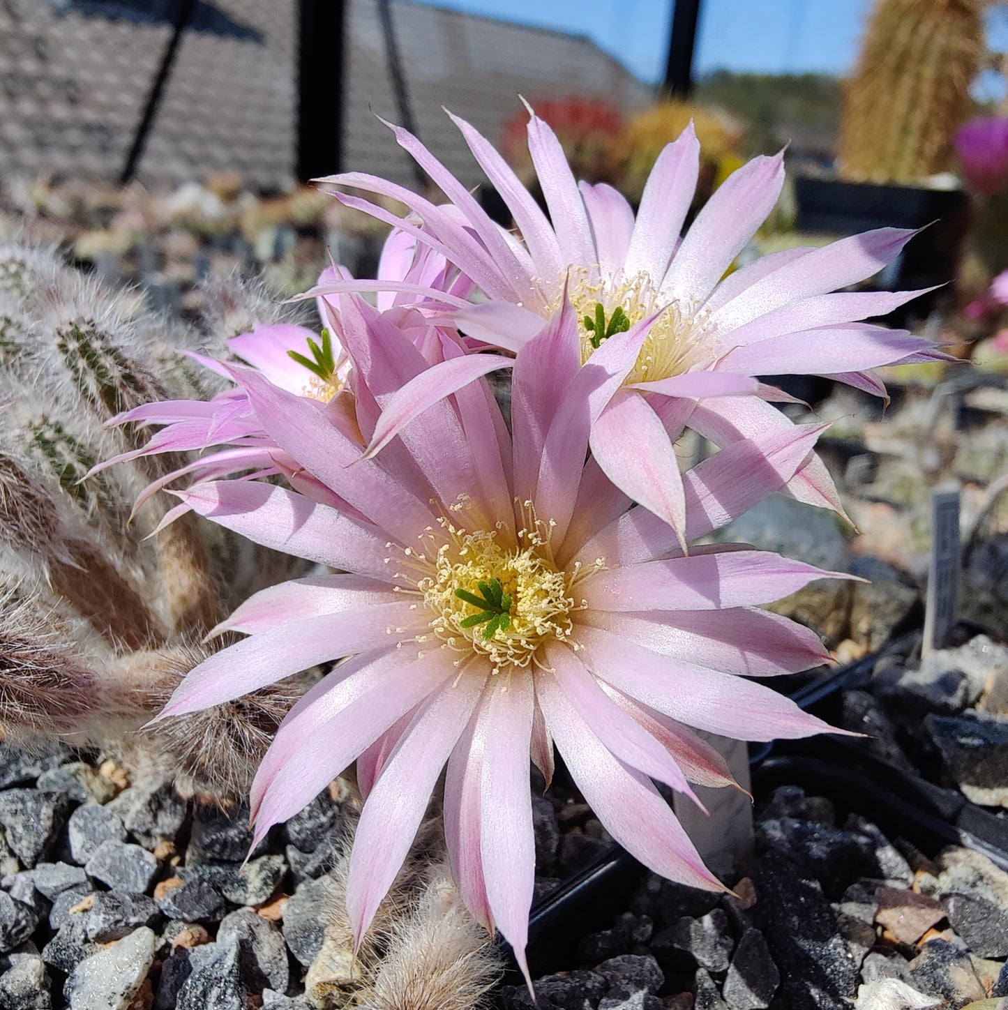 Echinocereus schmollii (10 frø)