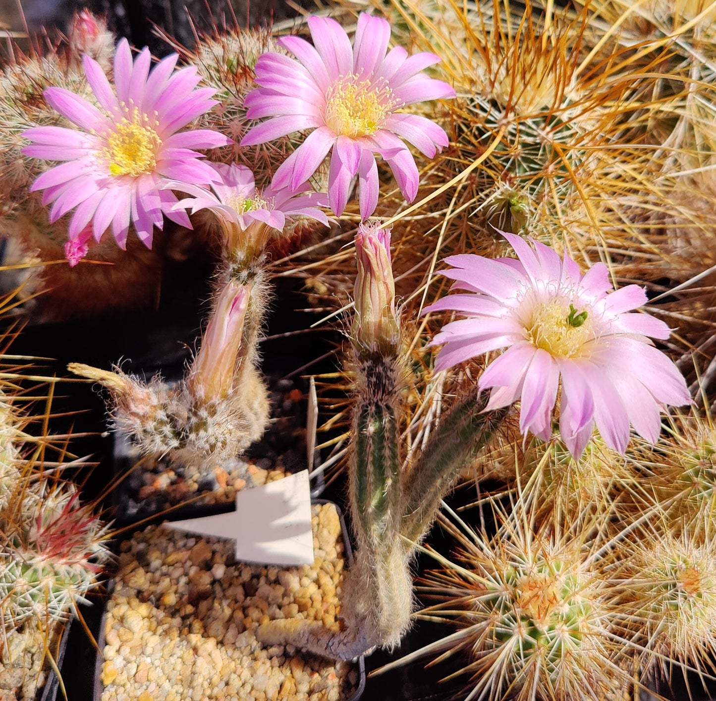 Echinocereus schmollii var. nerispinus (20 frø)