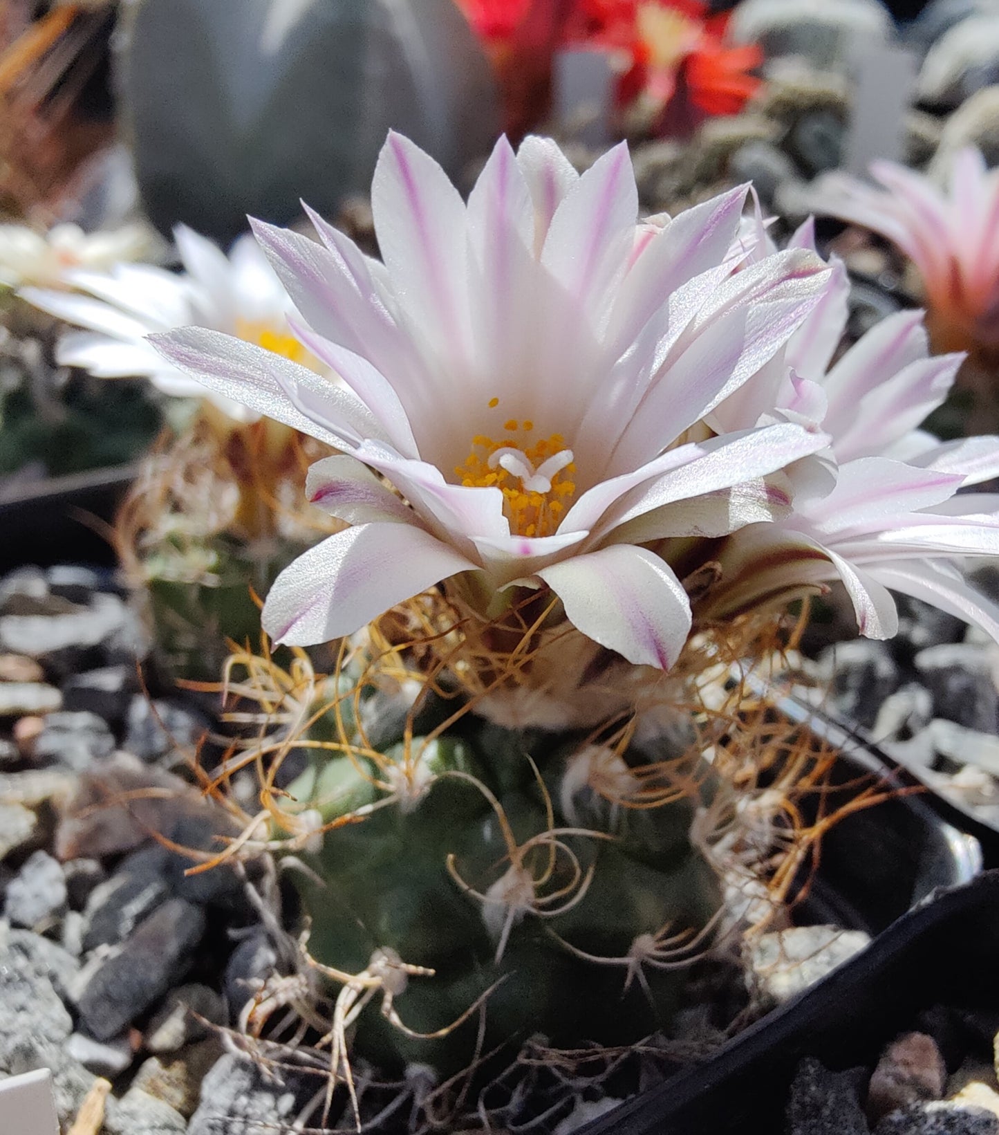 Turbinicarpus pseudomacrochele var. albiflorus MZ 424 (10 frø)