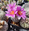 Pelecyphora aselliformis RS 550 (10 frø)