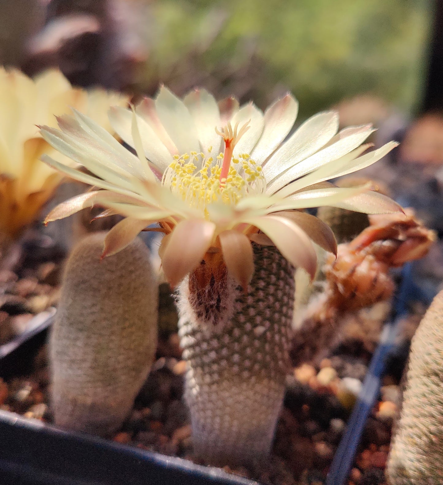 Lobivia bonnieae, TB 343.1 (10 frø)