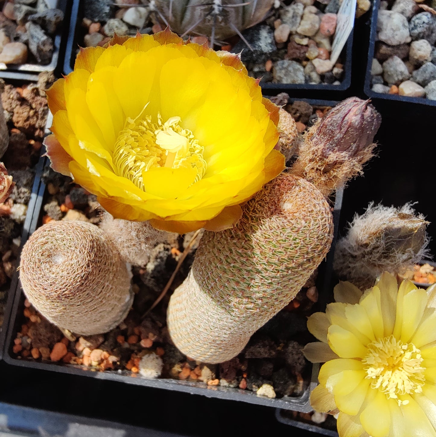 Lobivia bonnieae, TB 343.1 (10 frø)
