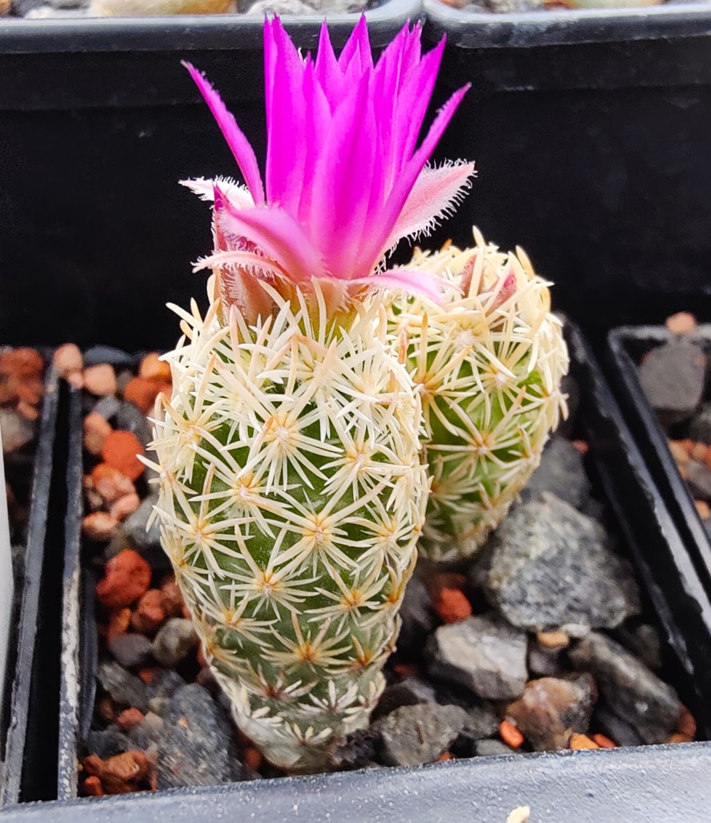 Escobaria minima SB 423 (plante)
