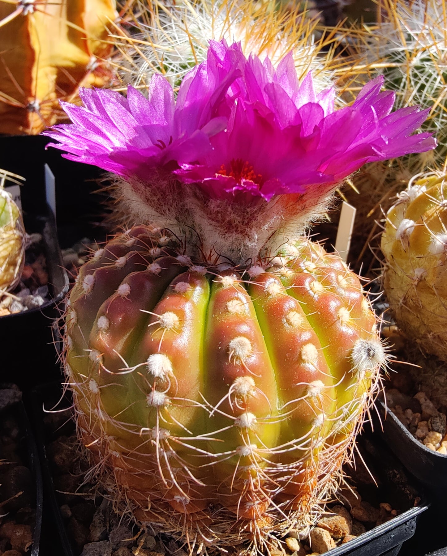 Notocactus uebelmannianus (10 frø)