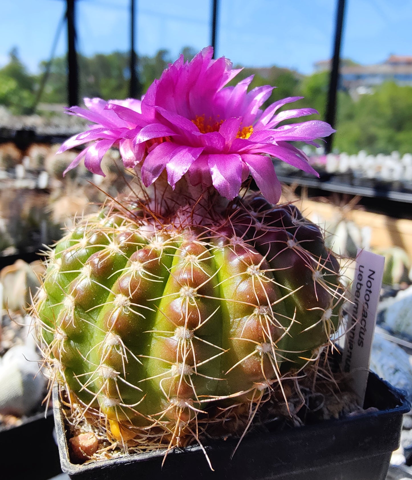 Notocactus uebelmannianus (10 frø)