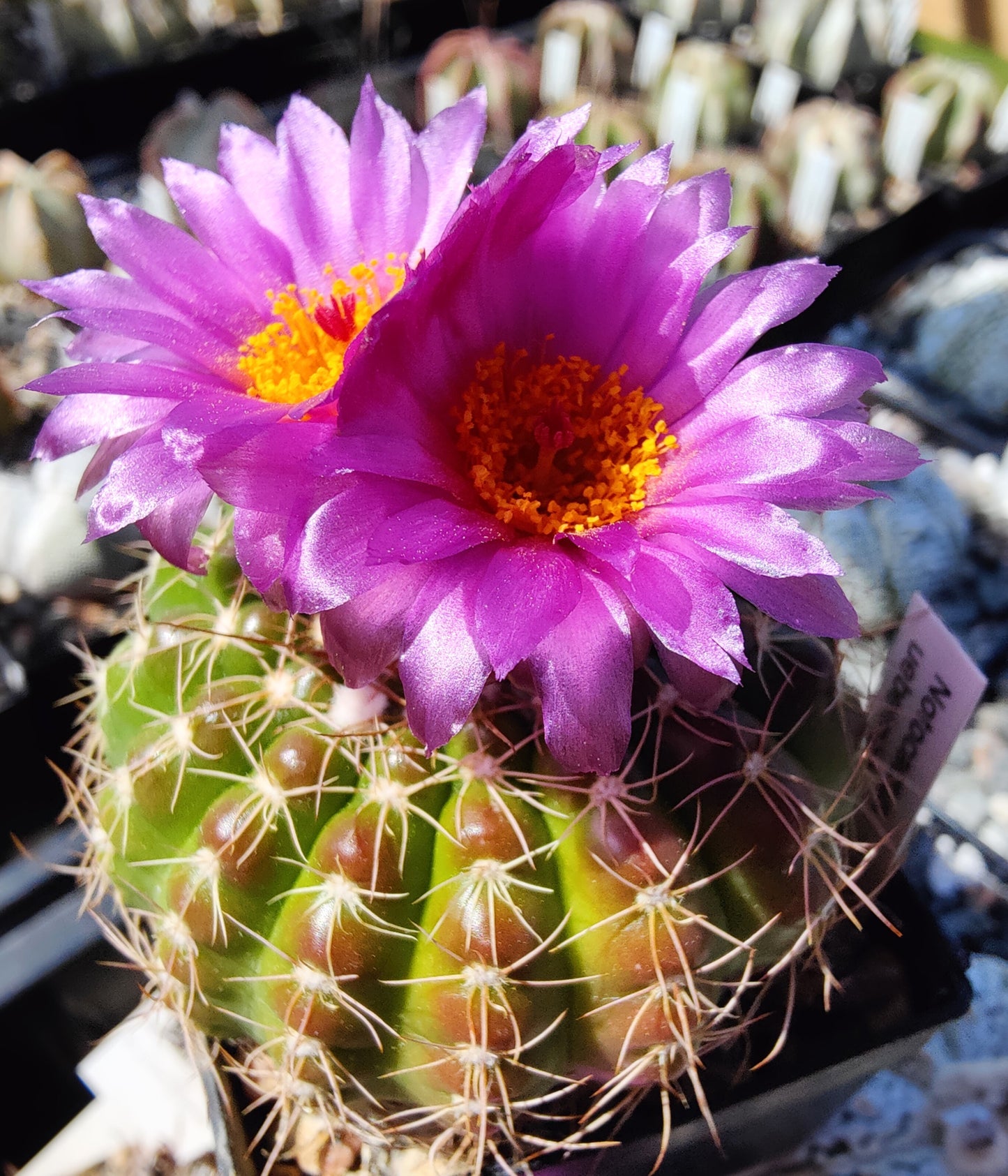 Notocactus uebelmannianus (10 frø)