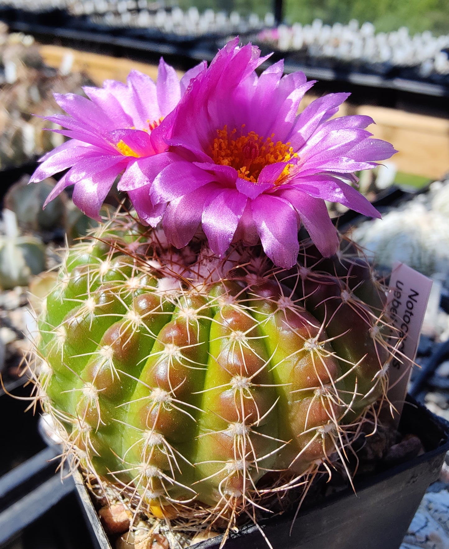 Notocactus uebelmannianus (10 frø)