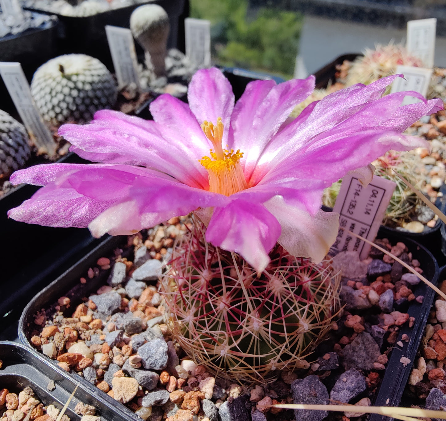 Thelocactus bicolor var. flavidispinum SB 424 (10 frø)