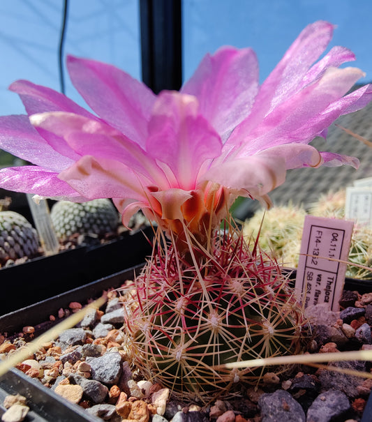 Thelocactus bicolor var. flavidispinum SB 424 (20 frø)