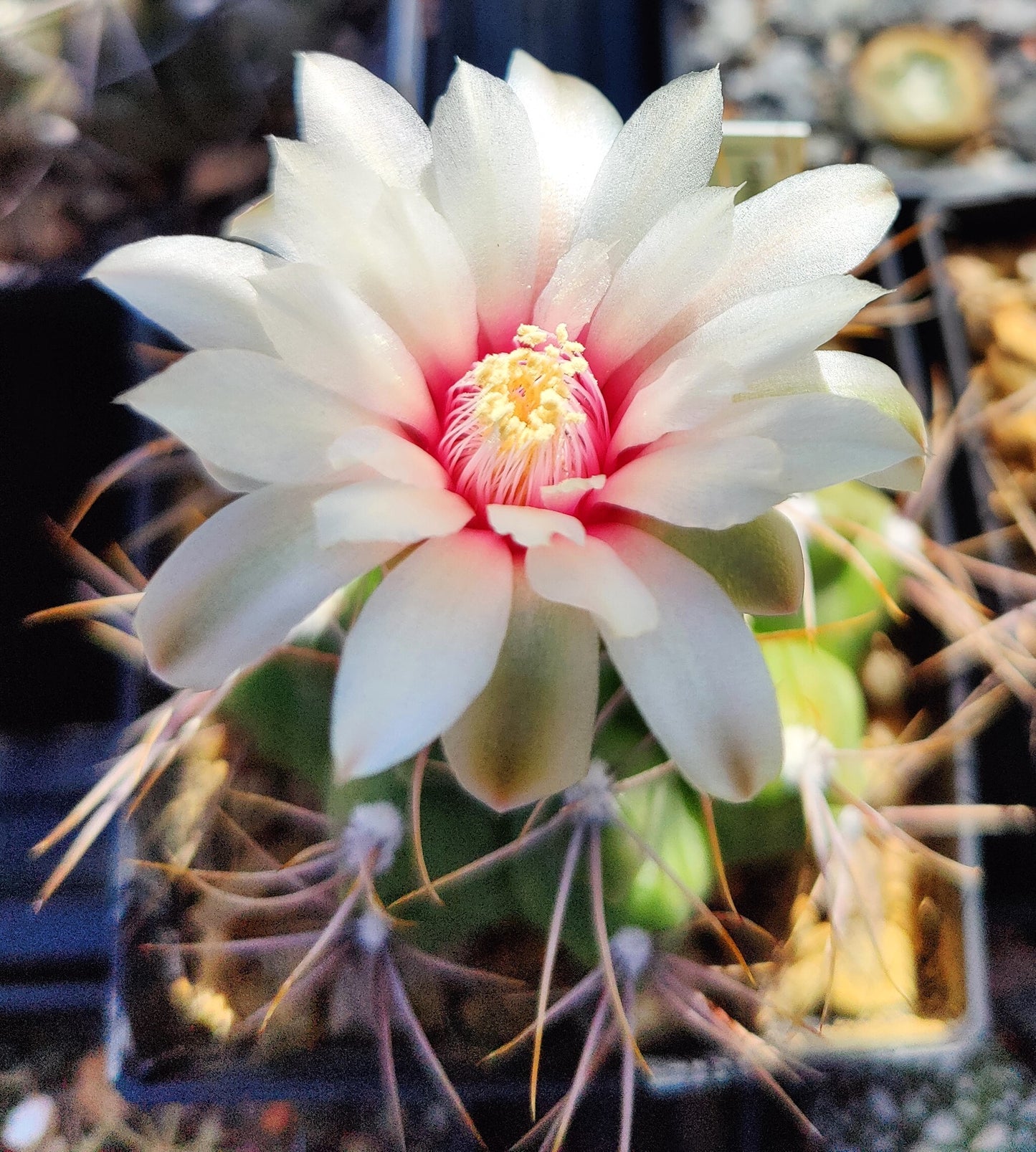 Gymnocalycium gibbosum
