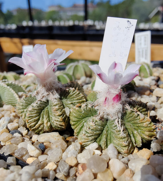 Aztekium ritteri (20 frø)