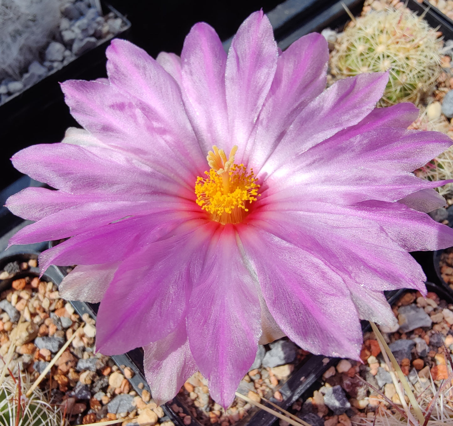 Thelocactus bicolor var. flavidispinum SB 424 (10 frø)
