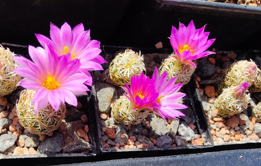 Escobaria minima, SB 423 (20 frø)