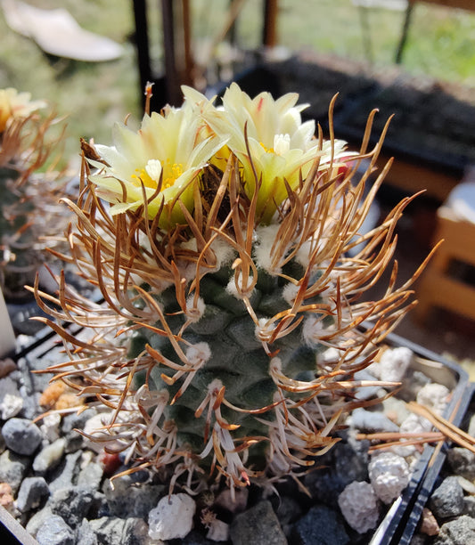 Turbinicarpus flaviflorus TCG 13001 (20 frø)