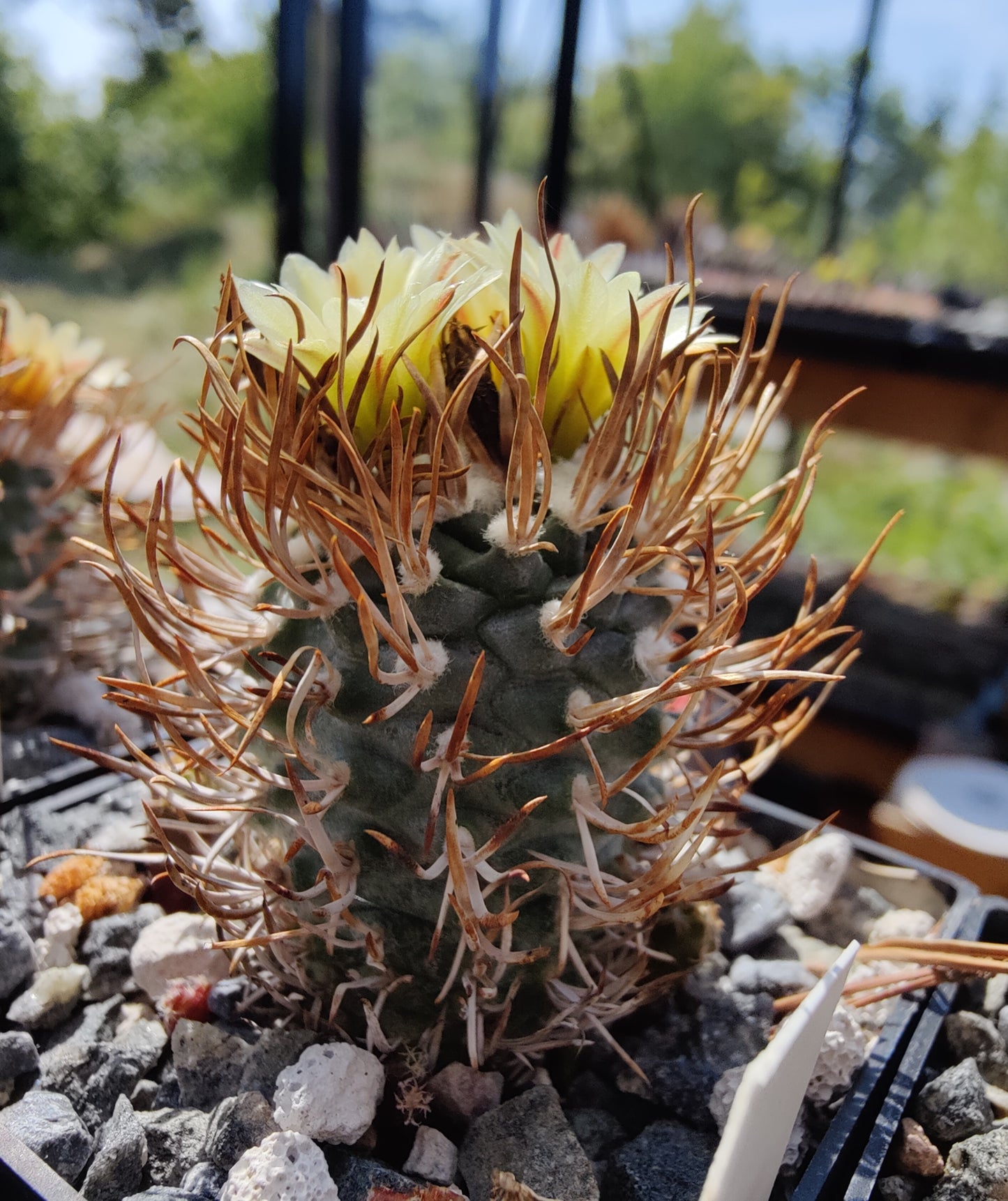 Turbinicarpus flaviflorus TCG 13001 (10 frø)