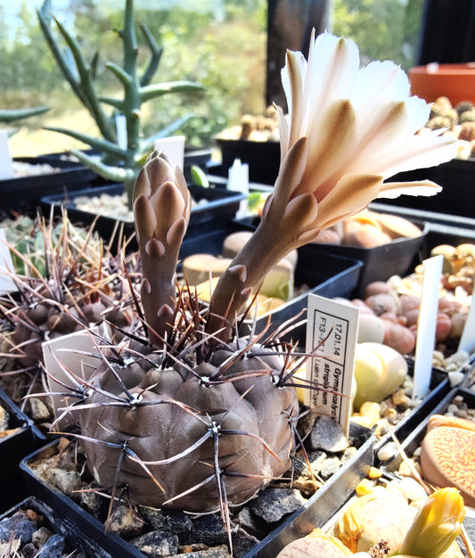 Gymnocalycium striglianum, Lujan de Cuyo (20 frø)