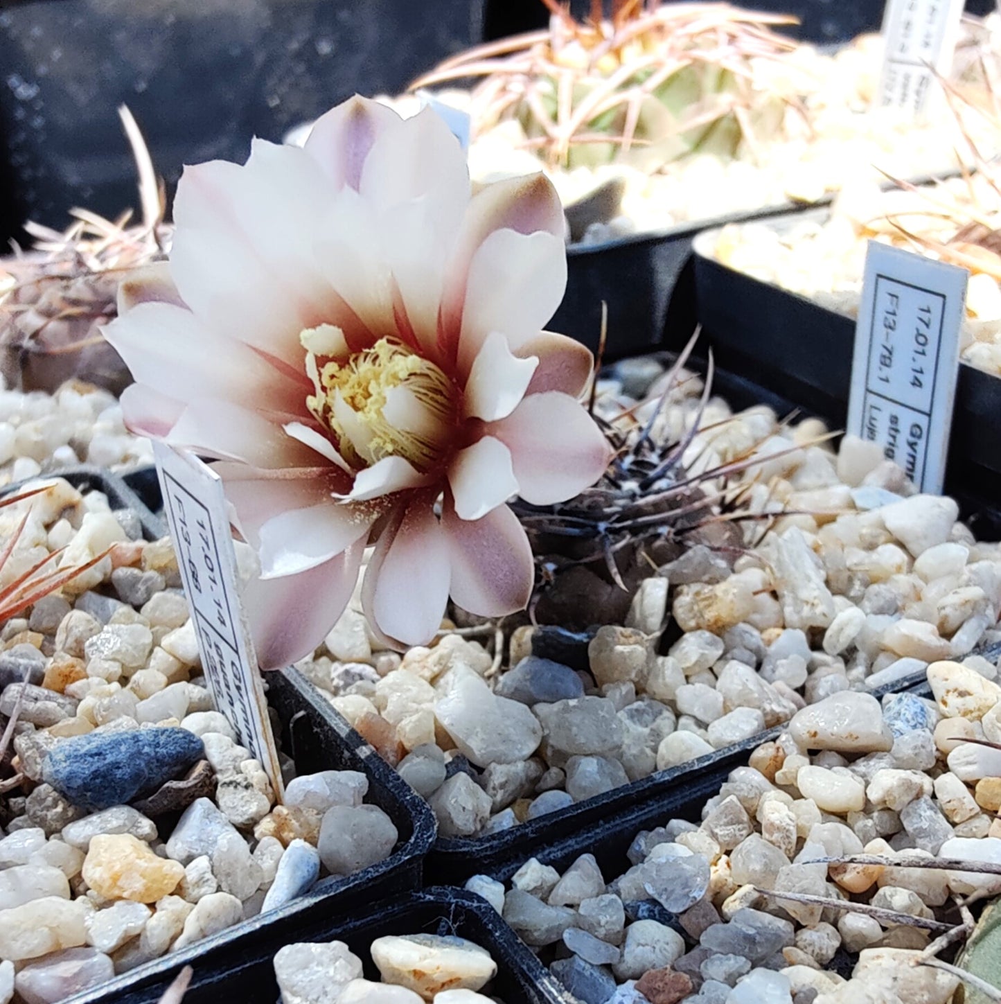Gymnocalycium striglianum, Lujan de Cuyo (20 frø)