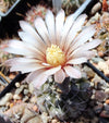 Gymnocalycium esperanzae TOM 09/436-1 (20 frø)