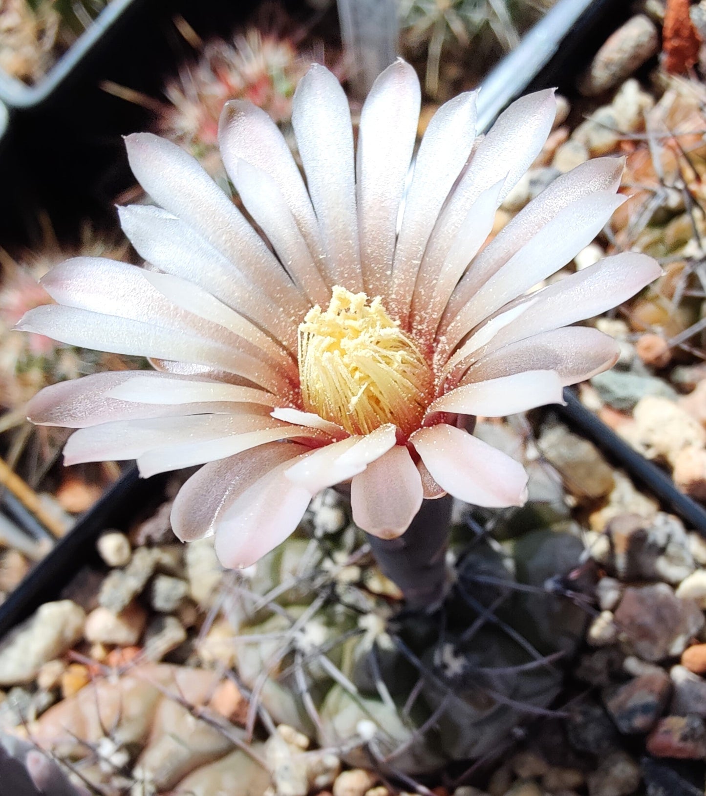 Gymnocalycium esperanzae TOM 09/436-1 (plante)