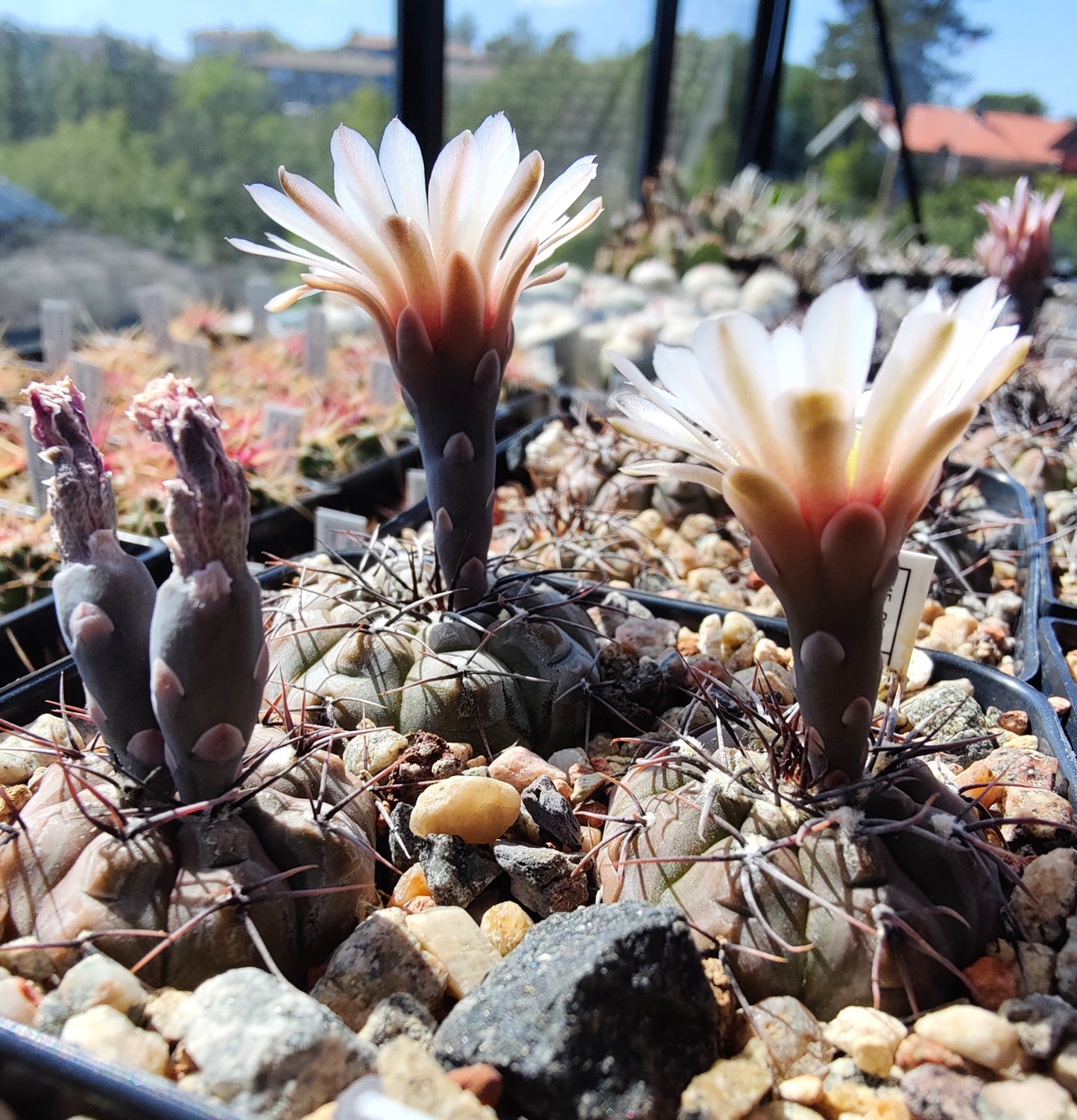 Gymnocalycium esperanzae TOM 09/436-1 (plante)