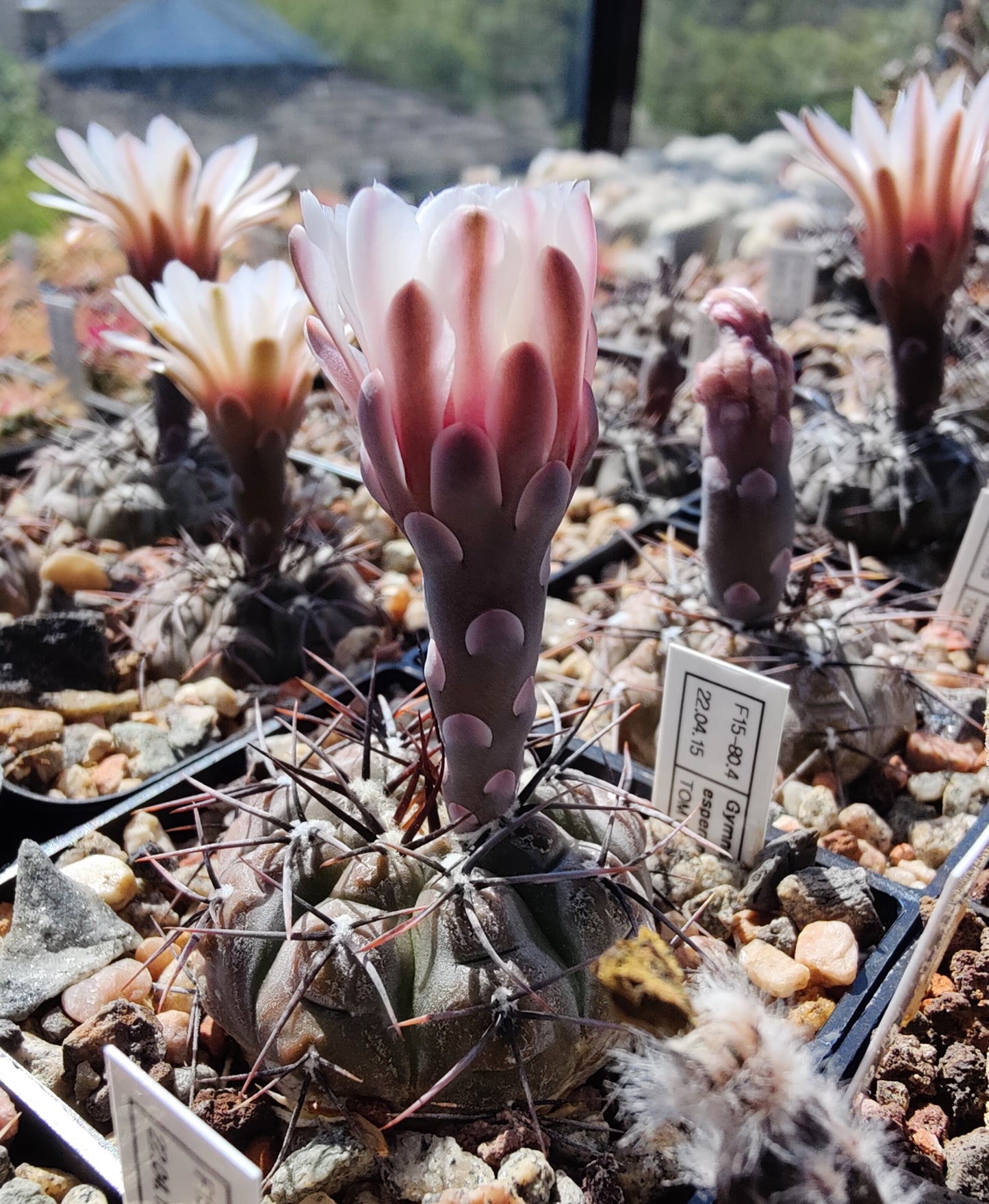 Gymnocalycium esperanzae TOM 09/436-1 (20 frø)
