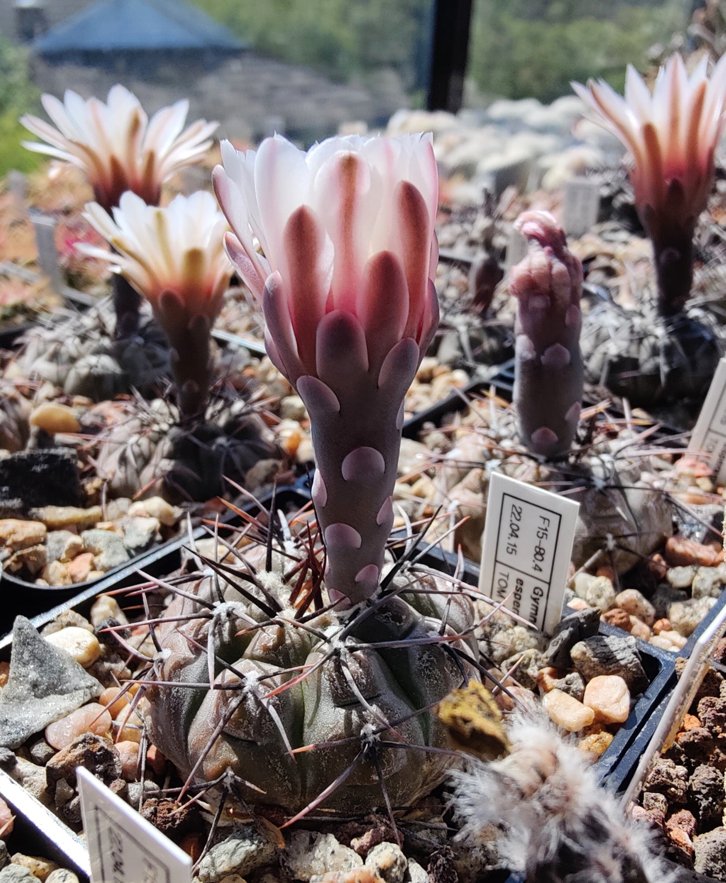 Gymnocalycium esperanzae TOM 09/436-1 (plante)