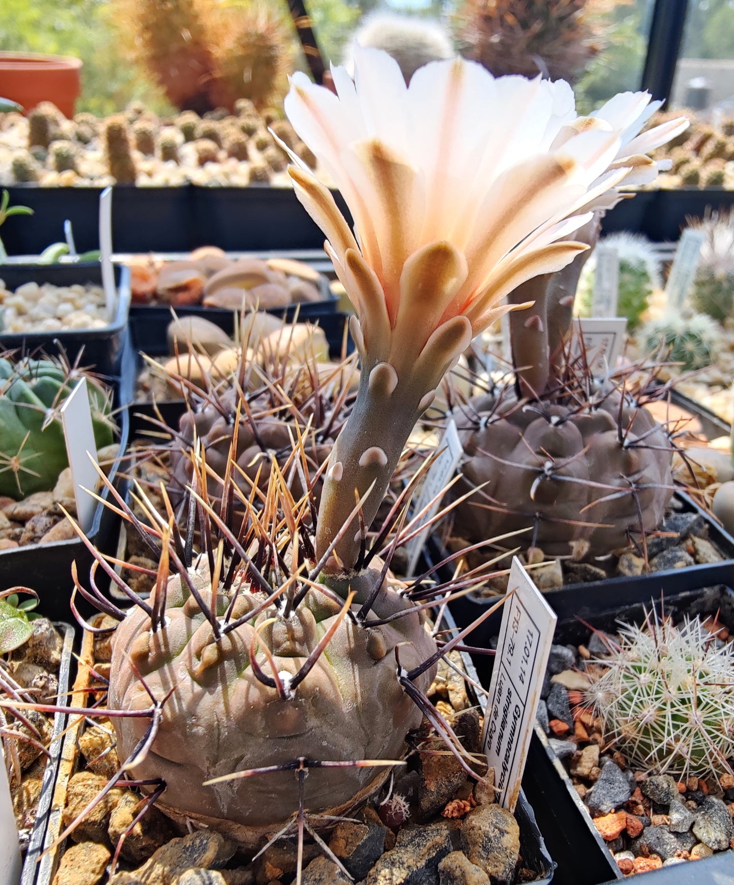 Gymnocalycium striglianum, Lujan de Cuyo (20 frø)
