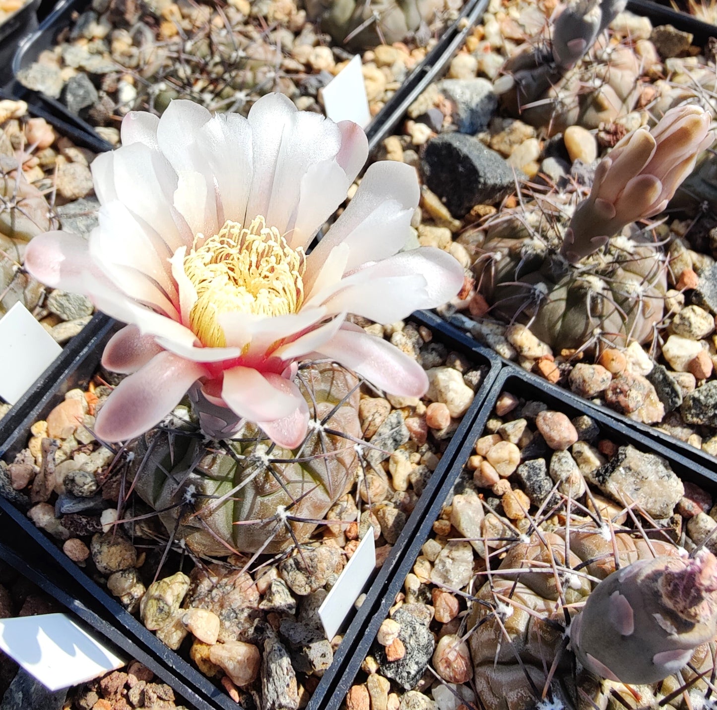 Gymnocalycium esperanzae TOM 09/436-1 (plante)