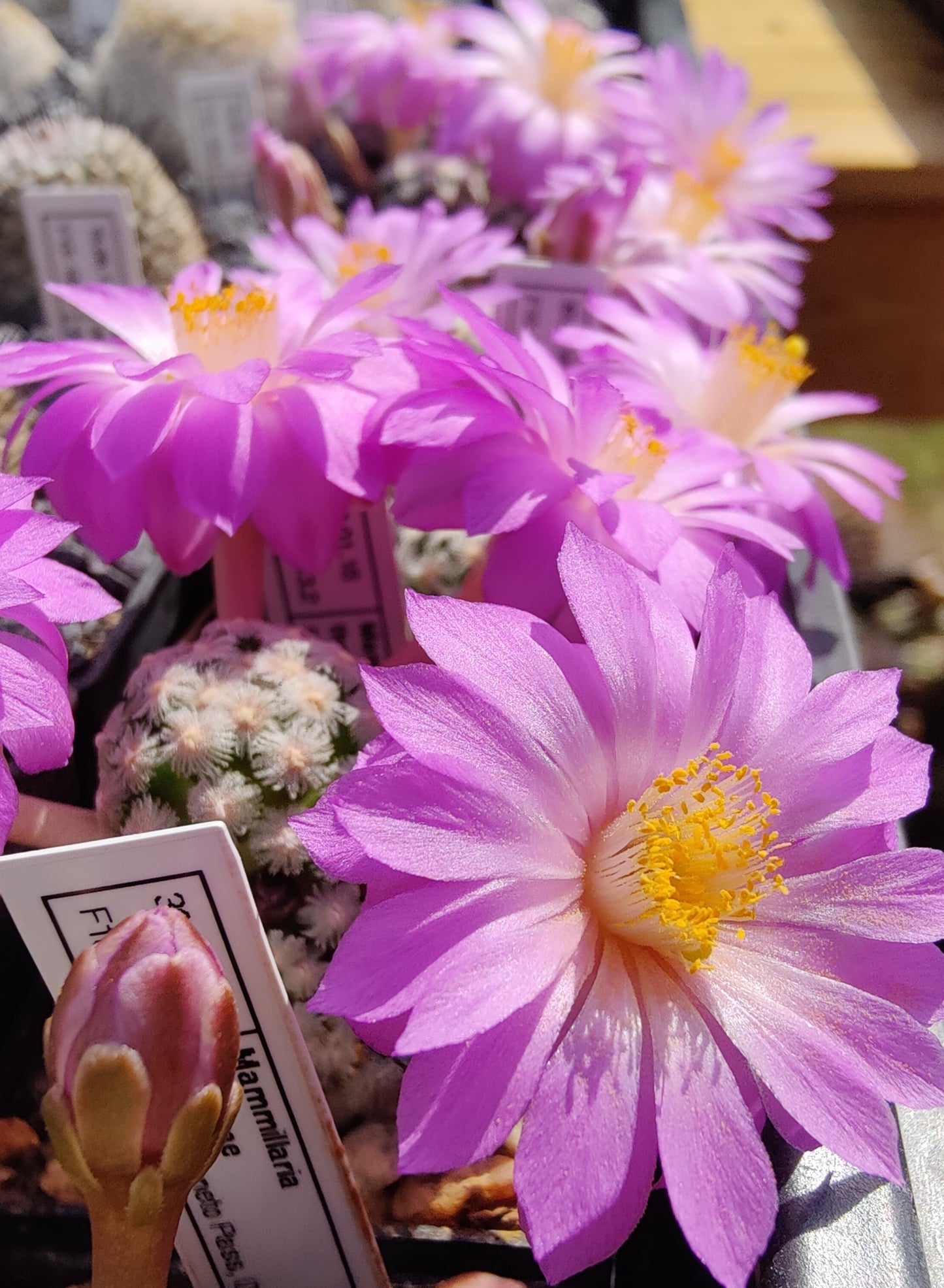 Mammillaria theresae SB 493 (10 frø)