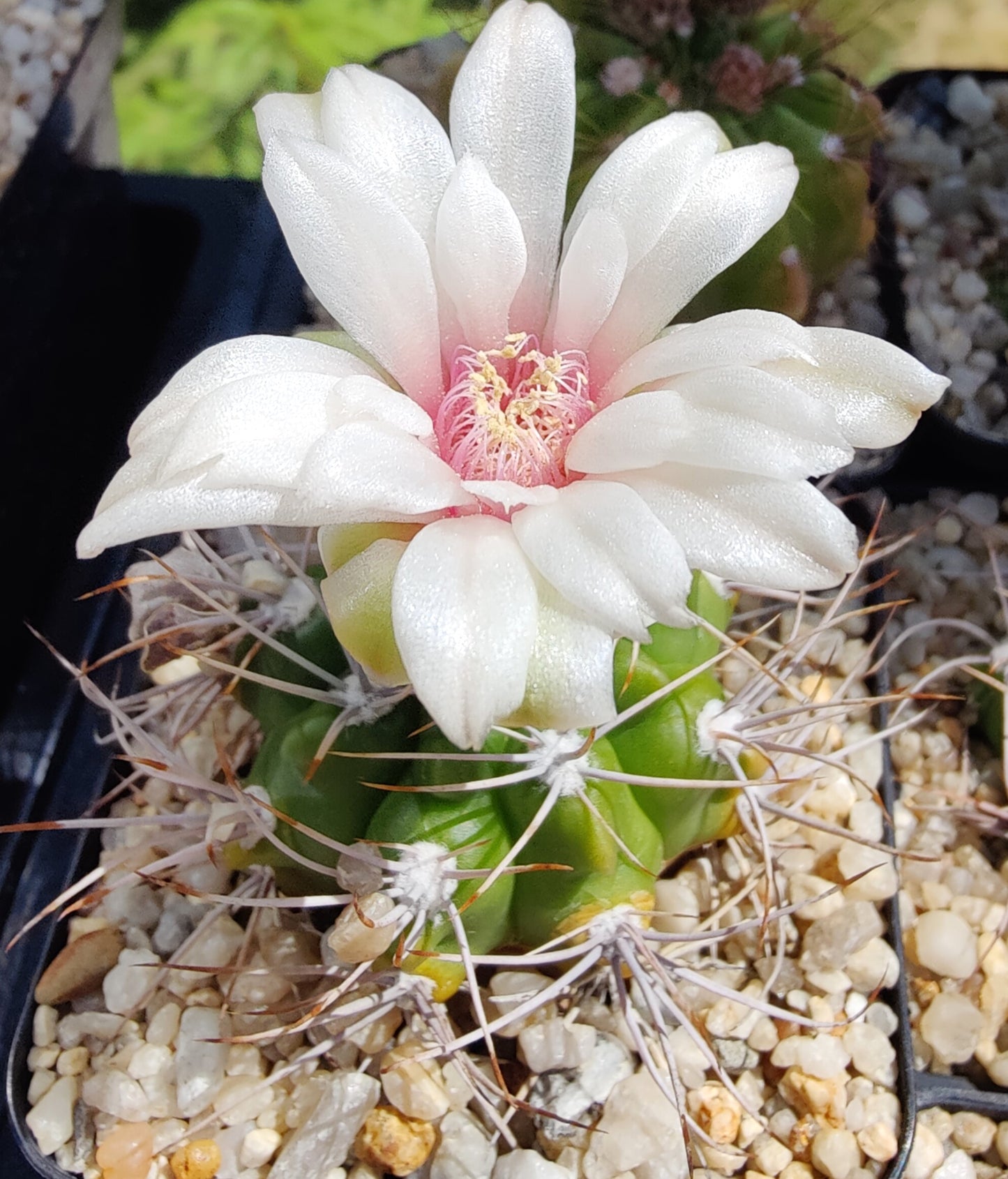 Gymnocalycium gibbosum
