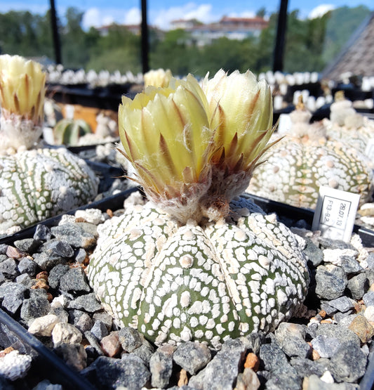 Astrophytum asterias cv. Super Kabuto (20 frø)