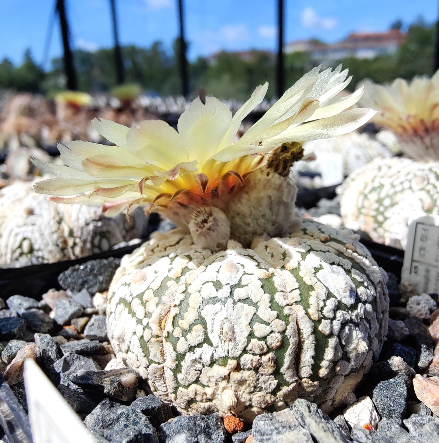 Astrophytum asterias cv. Super Kabuto (20 frø)