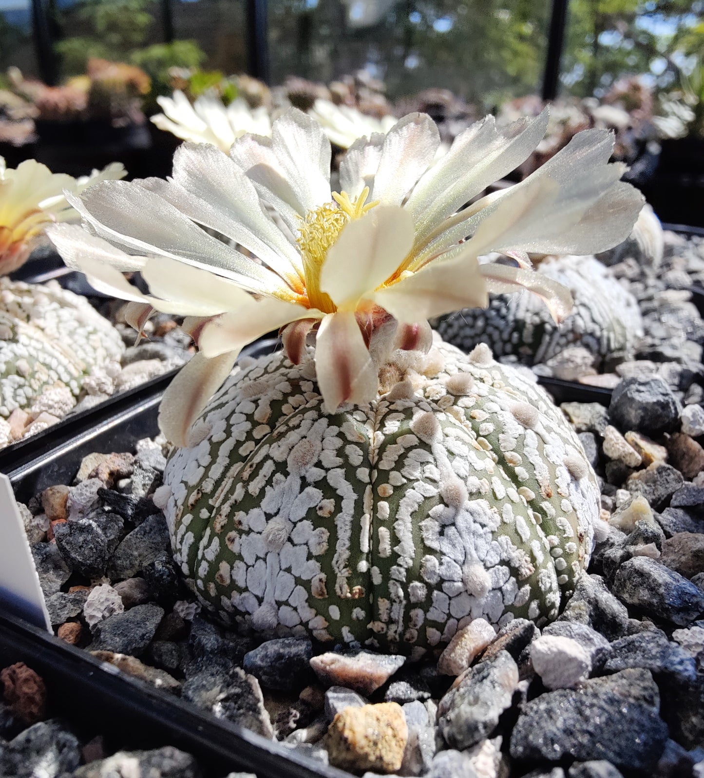 Astrophytum asterias cv. Super Kabuto (20 frø)