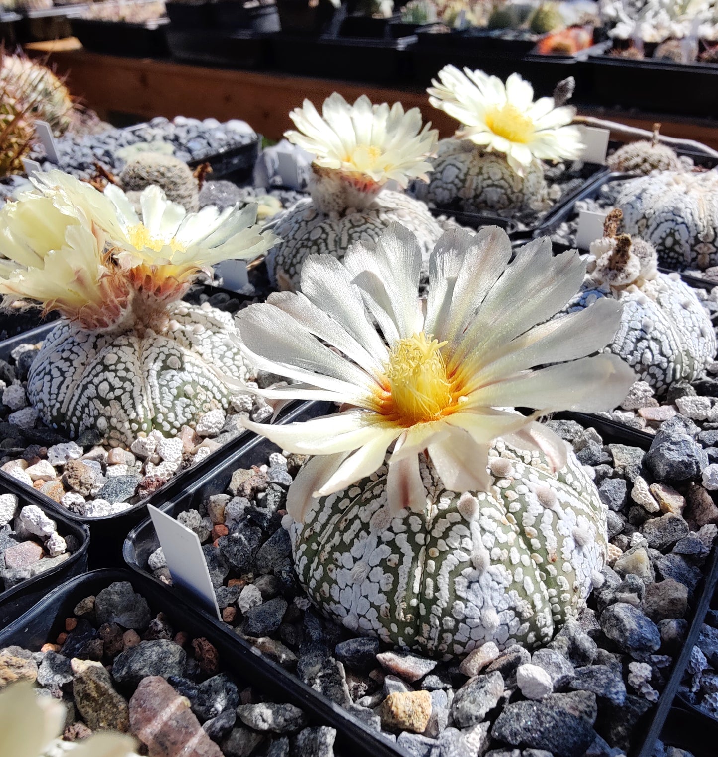 Astrophytum asterias cv. Super Kabuto (20 frø)