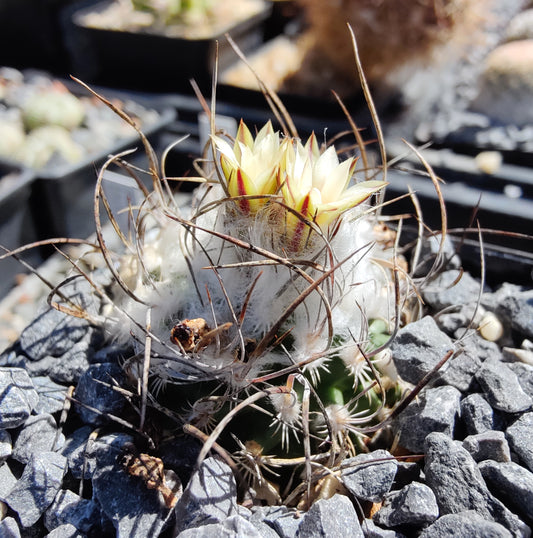 Turbinicarpus dickisoniae, RS 321A (20 frø)