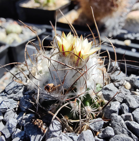 Turbinicarpus dickisoniae, RS 321A (plante)