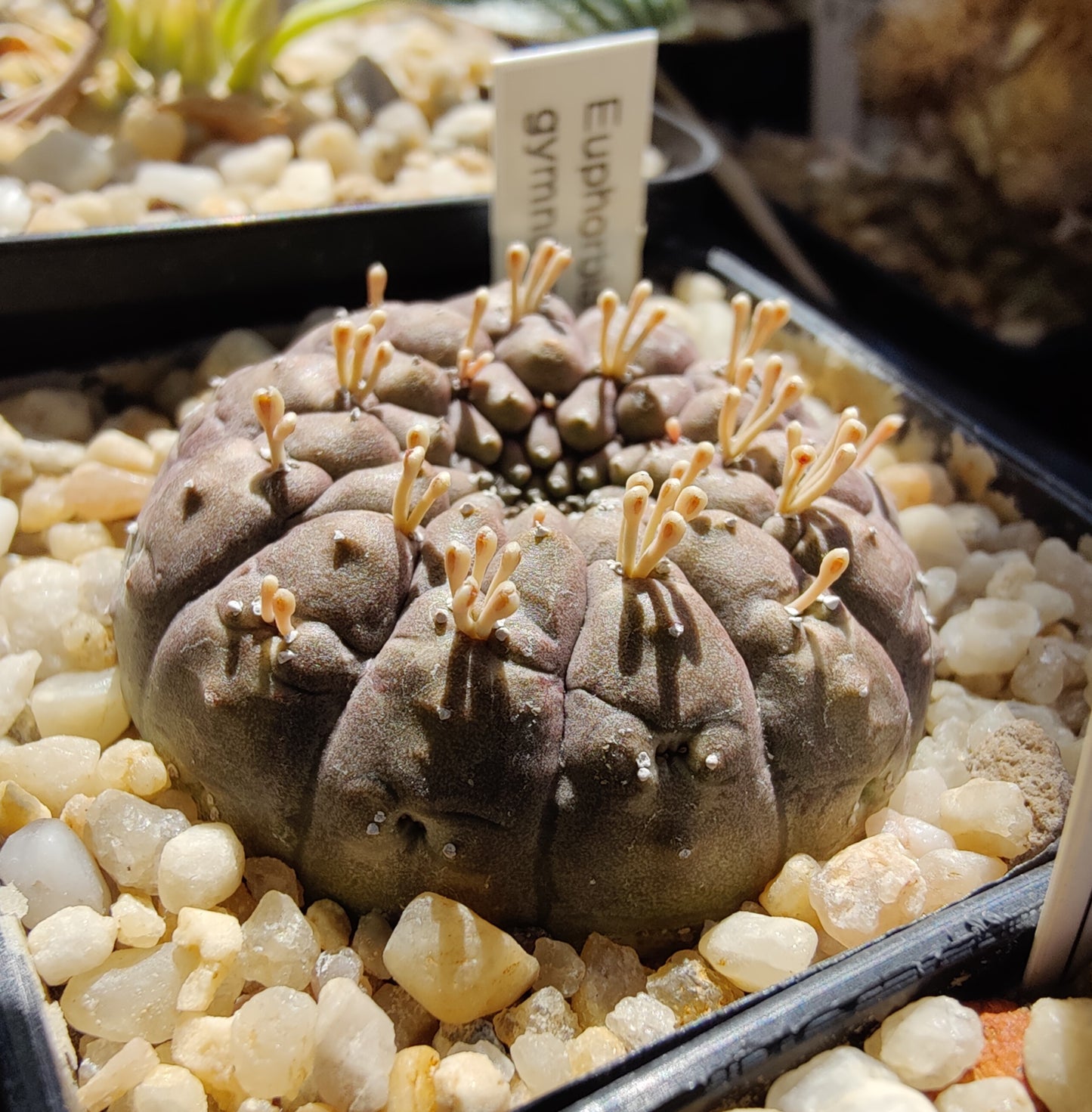 Euphorbia gymnocalycioides (5 frø)