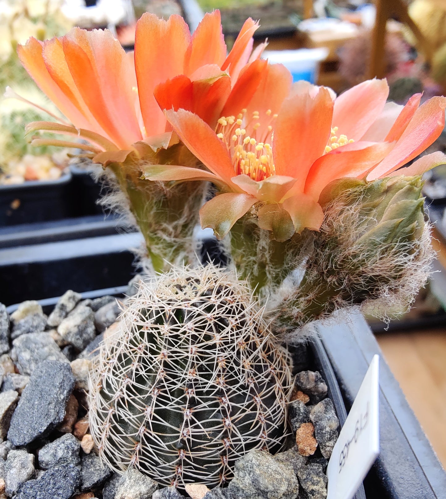 Lobivia haematantha var. rebutioides, MN 29 (20 frø)