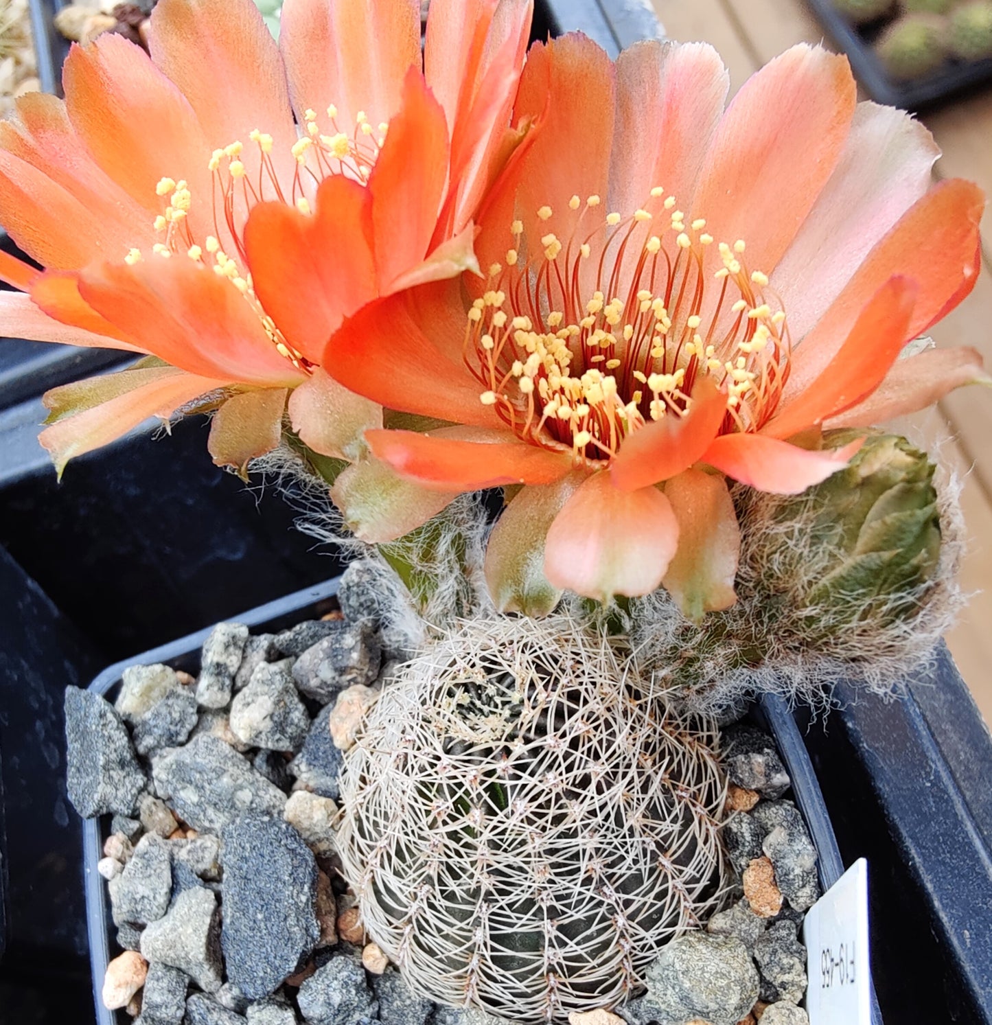 Lobivia haematantha var. rebutioides, MN 29 (20 frø)