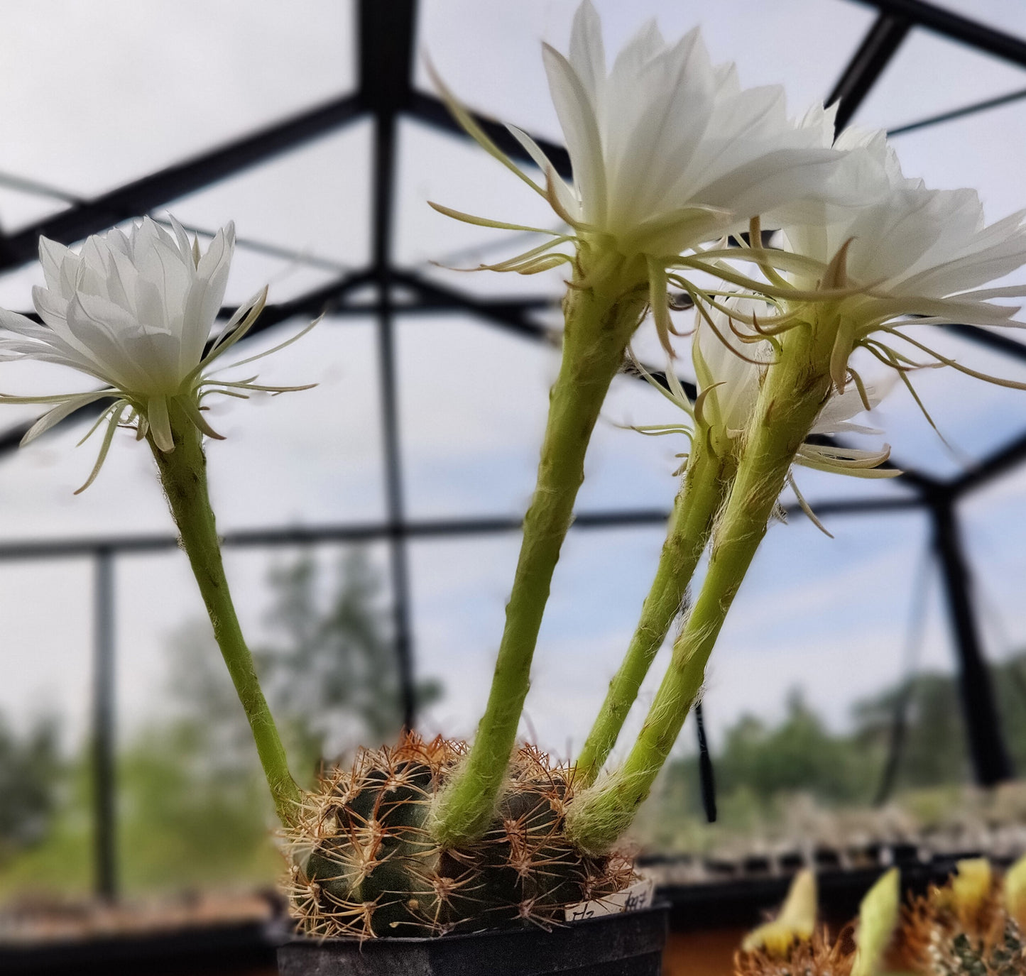 Echinopsis sp. L 400 (10 frø)