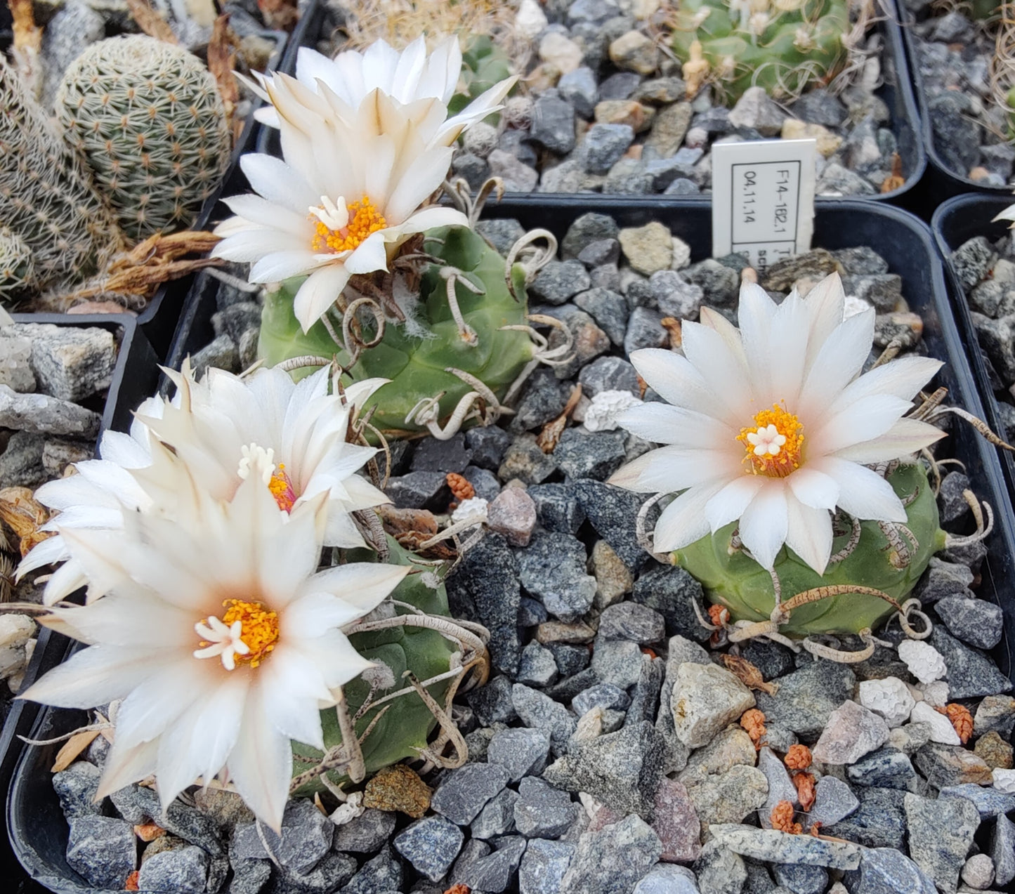 Turbinicarpus schwarzii SB 756 (10 frø)