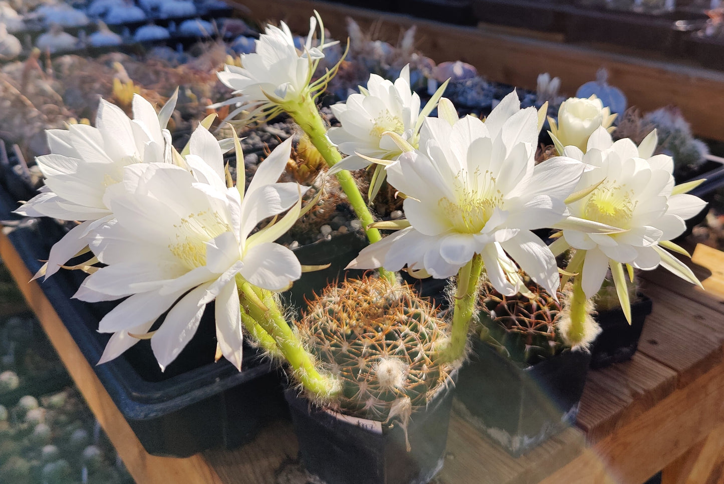 Echinopsis sp. L 400 (20 frø)