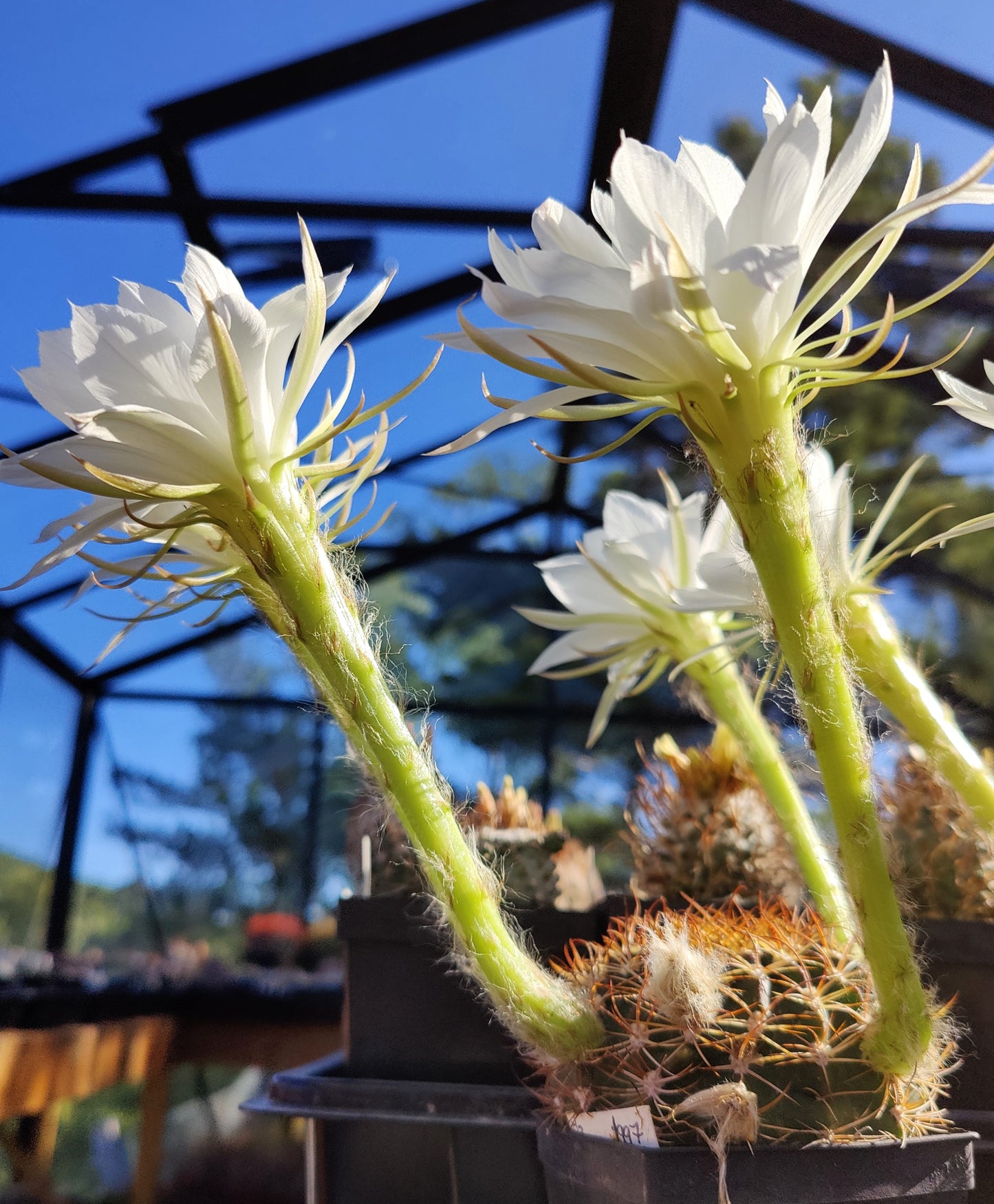 Echinopsis sp. L 400 (10 frø)