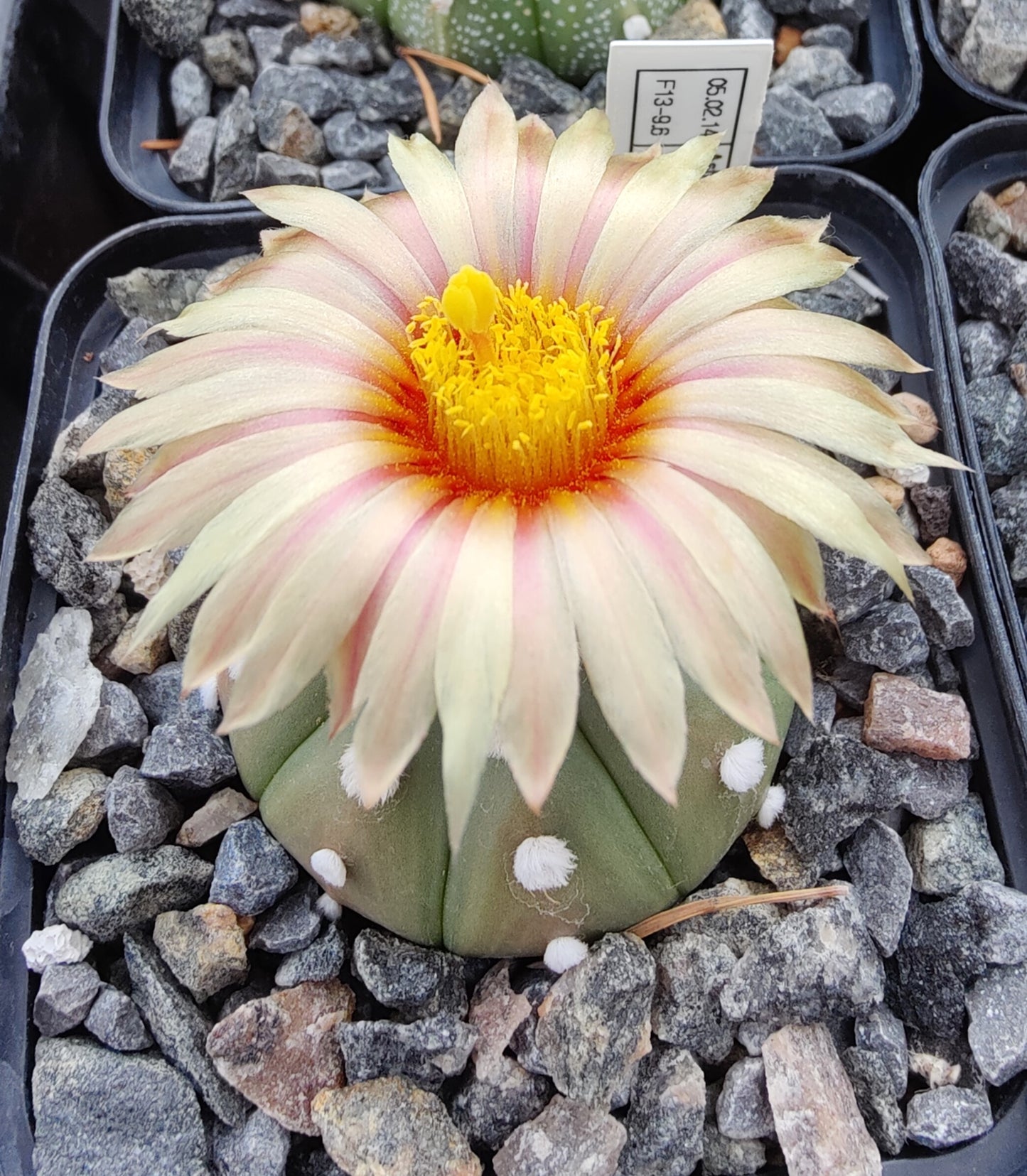 Astrophytum asterias Hybrid MIX (20 frø)