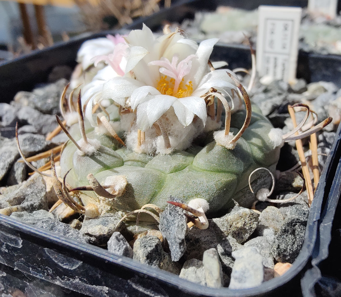 Turbinicarpus polaskii SB 269 (10 frø)