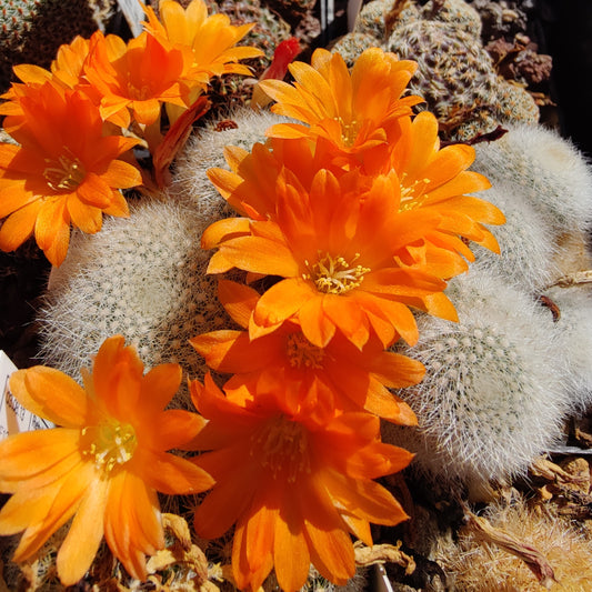 Aylostera muscula FR 753 (20 frø)