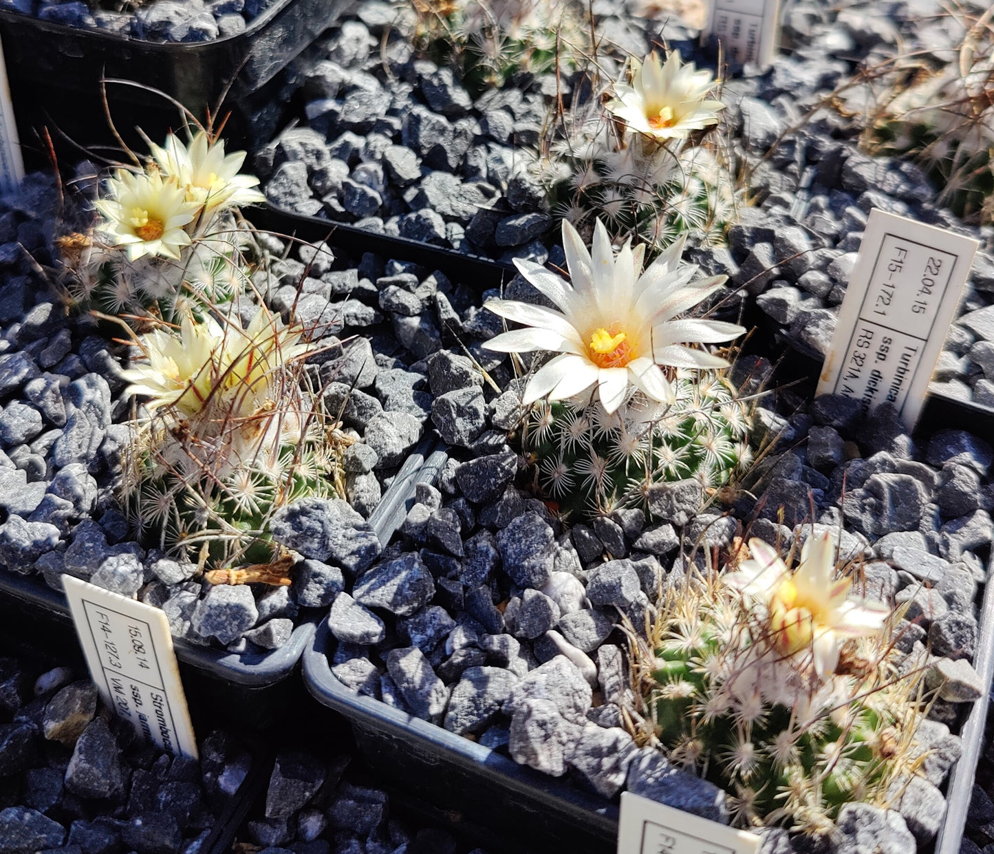 Turbinicarpus dickisoniae, RS 321A (10 frø)