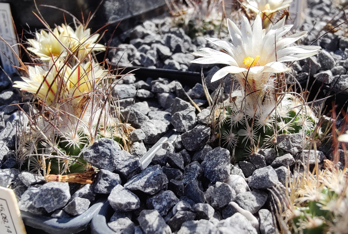 Turbinicarpus dickisoniae, RS 321A (plante)
