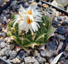 Obregonia denegrii SB 448 (10 frø)