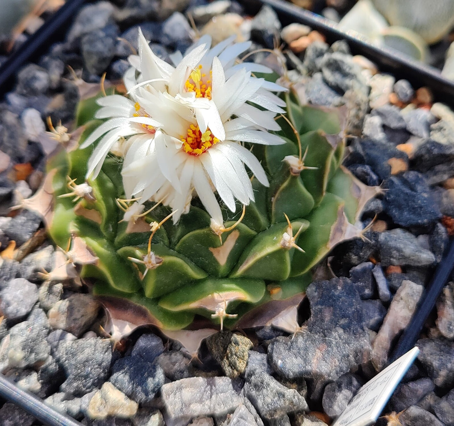 Obregonia denegrii SB 448 (10 frø)